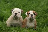 BULLDOG ANGLAIS 200